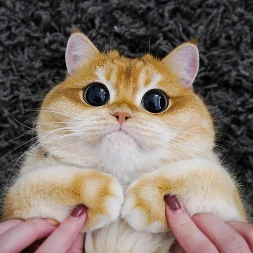 animal mammal cat