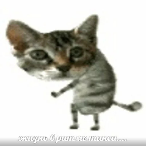 memy pró kotov (po rzhatí) memy pró kotov (po rzhatí) -