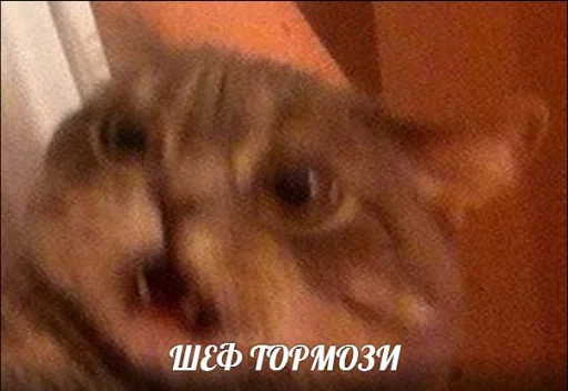 Стикер memy pró kotov (po rzhatí) - 0