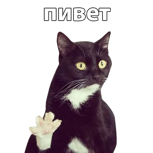 Котичи