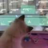 cats (*/ω\*) cats (*/ω\*) -