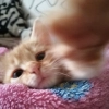 ой, смотри, котёнки◕ᵕ◕ ой, смотри, котёнки◕ᵕ◕ -