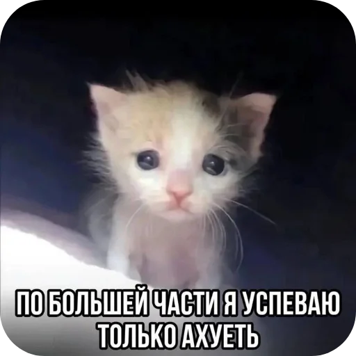 залупа редкостная залупа редкостная -