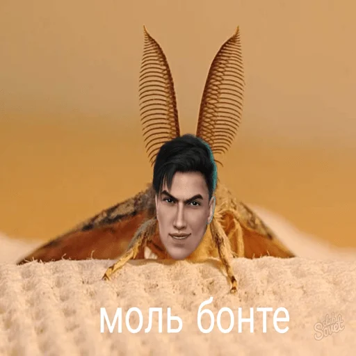 invertebrate invertebrate insect human face