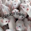 🐁🐀2 🐁🐀2 -