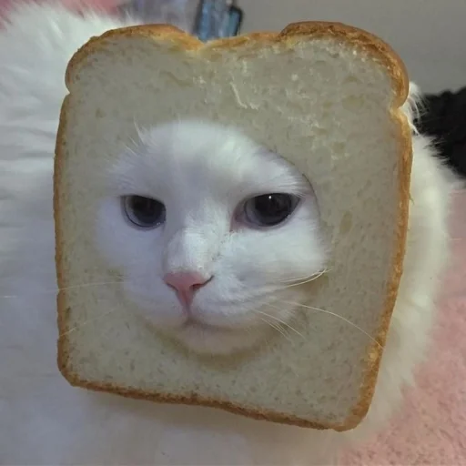 kucing @kimyounghoonn kucing @kimyounghoonn - животное