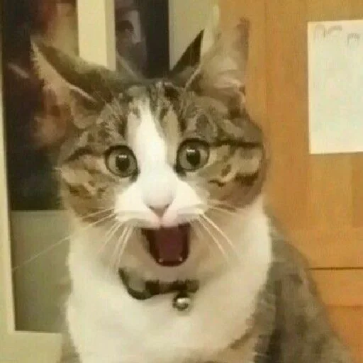 коты коты -