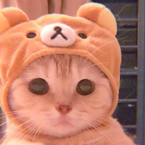 𖦹࣪ ˖ cutie kittens 、@stickernct 🍥 ও 𖦹࣪ ˖ cutie kittens 、@stickernct 🍥 ও -