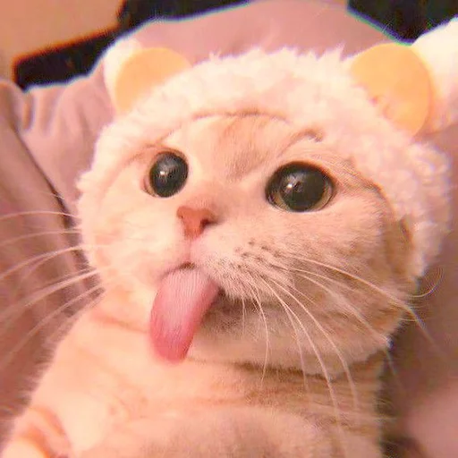 Стикер 𖦹࣪ ˖  cutie kittens  、@stickernct 🍥 ও - 0