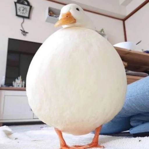 Le Ducc Le Ducc -