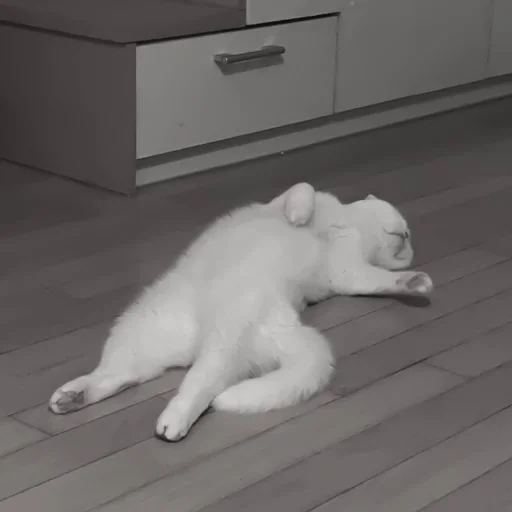 :: котики - @leehelp :: котики - @leehelp -