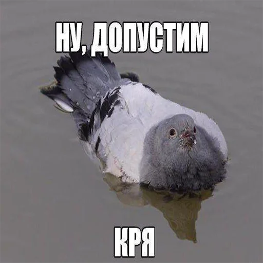 memes memes -