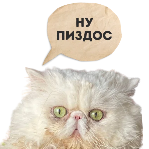 Кот Лёха Кот Лёха -