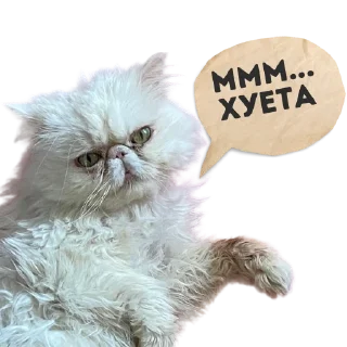 Sticker Кот Лёха - 0