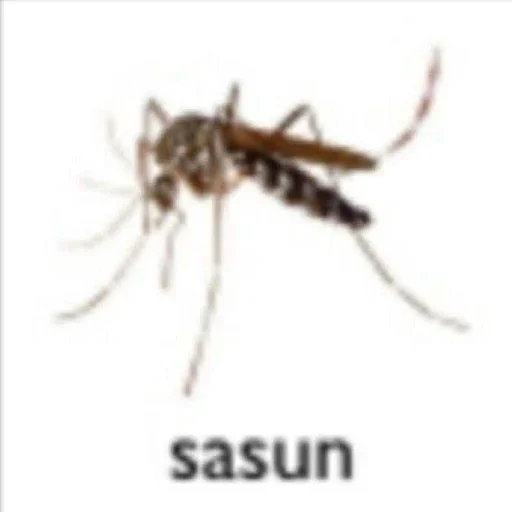 sasun sasun -