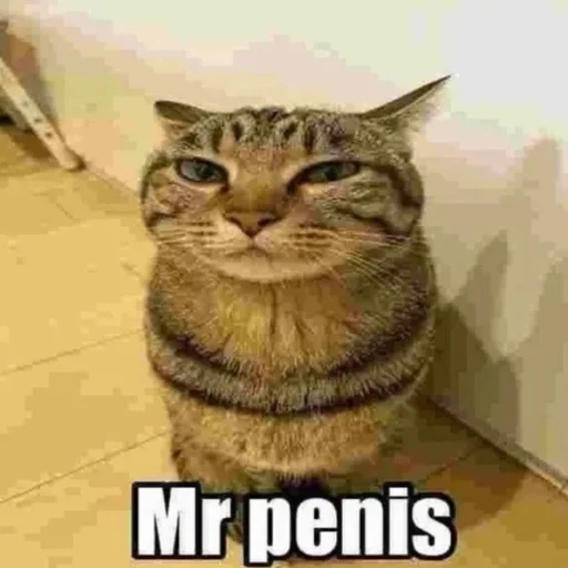 Cat - 
