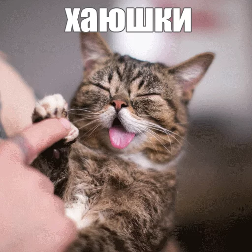Lil_Bub Lil_Bub -
