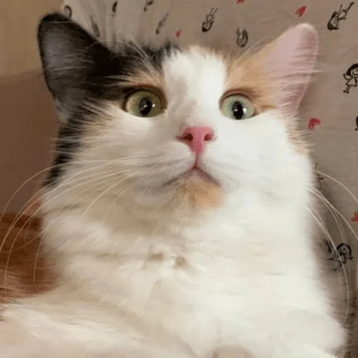 Lu Lu -