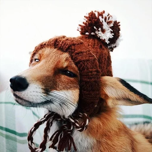 foxes foxes -