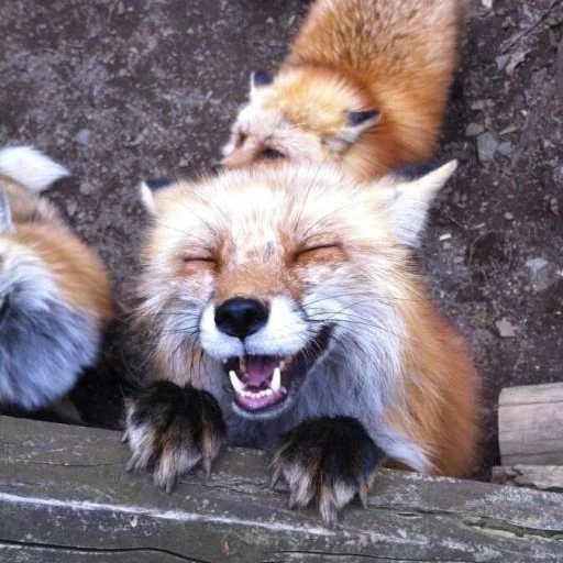 Sticker foxes - 0