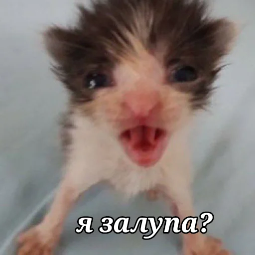 лісонька залупка🥺 лісонька залупка🥺 -