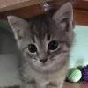 meow meow -