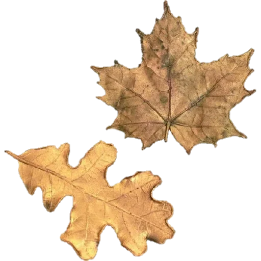 plant maple leaf maple