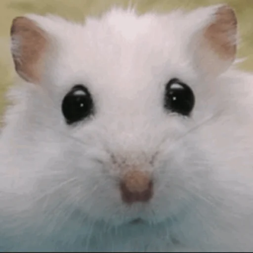 Мышиные мордахи 🐭 Мышиные мордахи 🐭 -