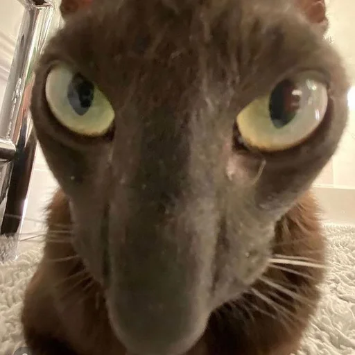 котики😰😰😰 котики😰😰😰 - mammal