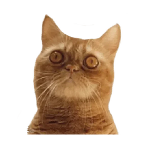 Looong animals @MoiStikiBot Looong animals @MoiStikiBot -