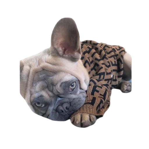 frenchies frenchies -
