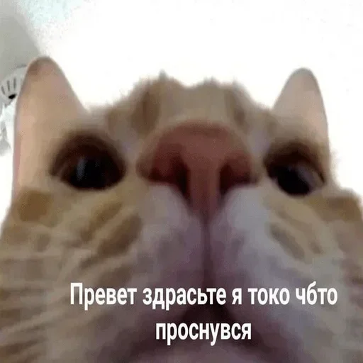 любимое любимое -