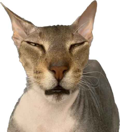 cats cats -