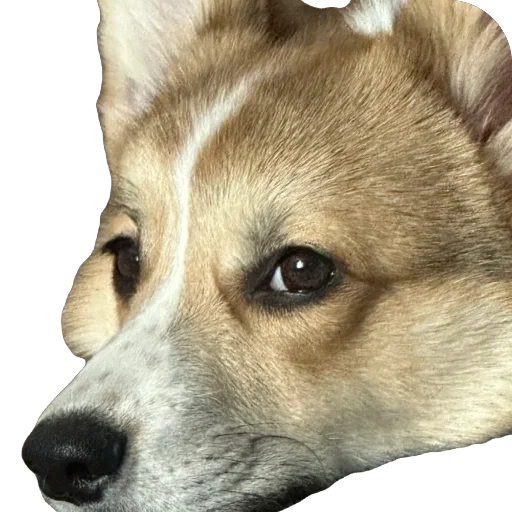 лёня лёня -