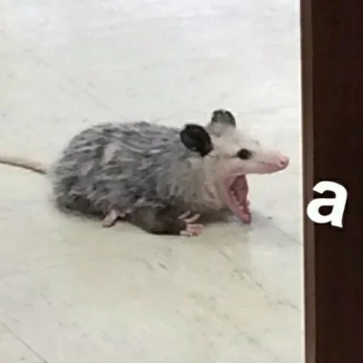 🐍❤️ 🐍❤️ -