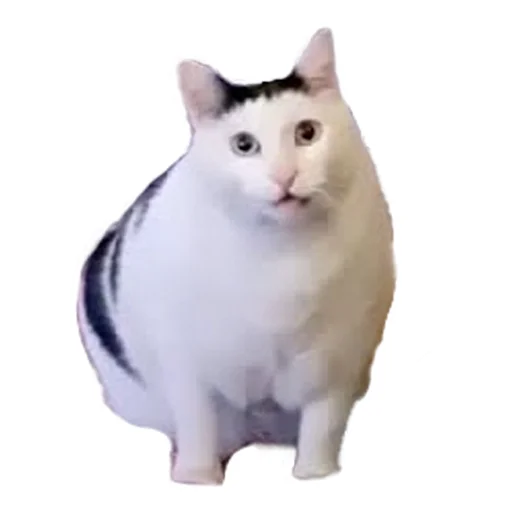 Ну шо? Ну шо? -
