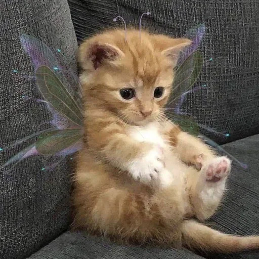 мимиямуя мимиямуя -