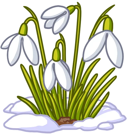 plant plant flower anemone