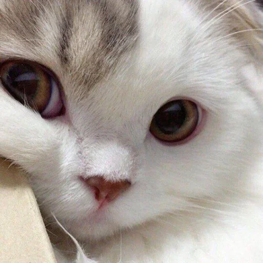котики, мяу :: @fStikBot котики, мяу :: @fStikBot -