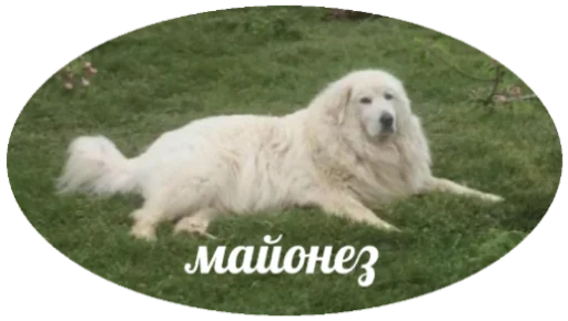 Мясо Мясо -