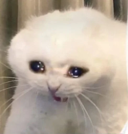 mammal mammal animal cat