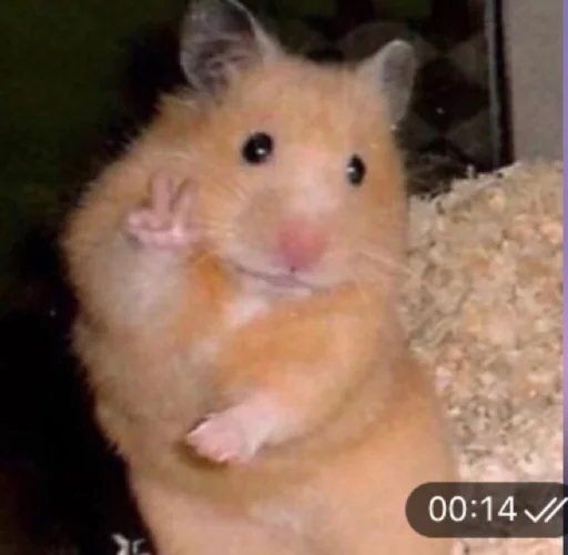 mammal mammal animal hamster