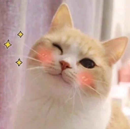 cat cat animal domestic cat