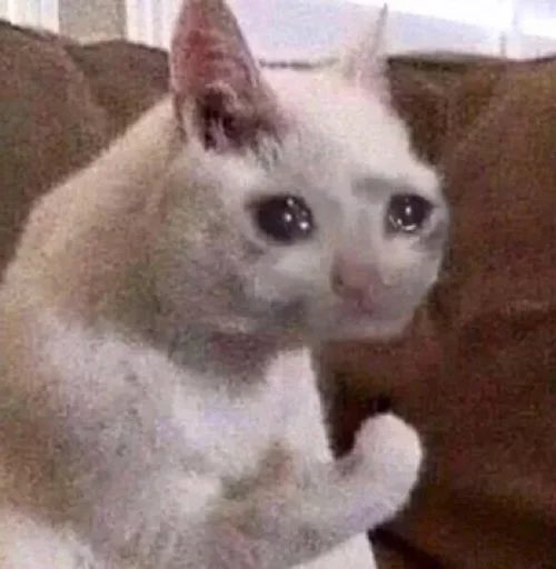 mammal mammal animal cat