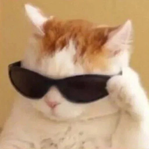 кошка солнечные очки защитные очки