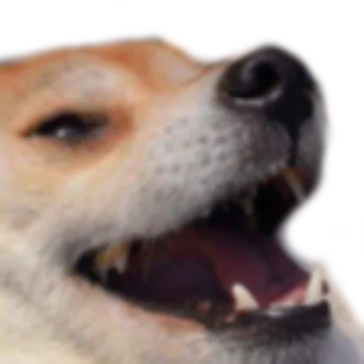 dog breed dog breed mammal animal