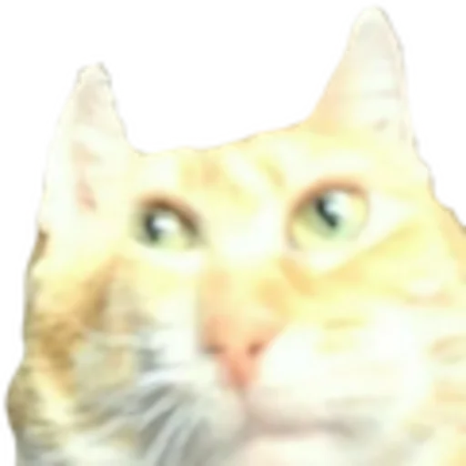 mammal mammal animal cat