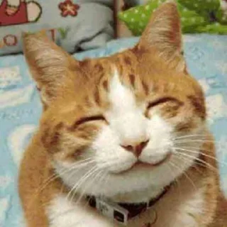 MemeCats MemeCats - кошки малого и среднего размера