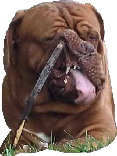 animal animal mammal brown