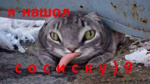 cat cat mammal animal